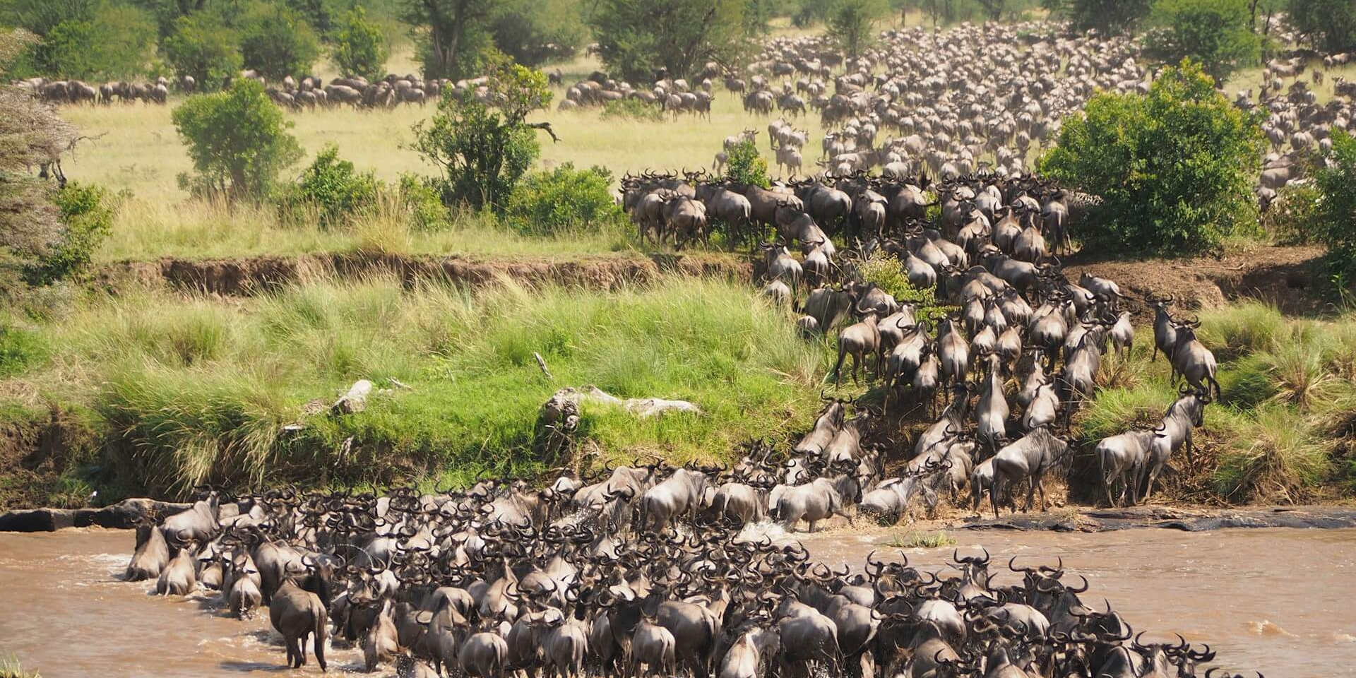 4 Days 3 Nights Maasai Mara Wildbeests Migration Safari